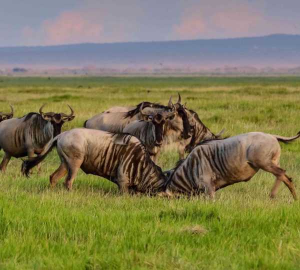 5 Days Ndutu Wildebeest Migration Safari