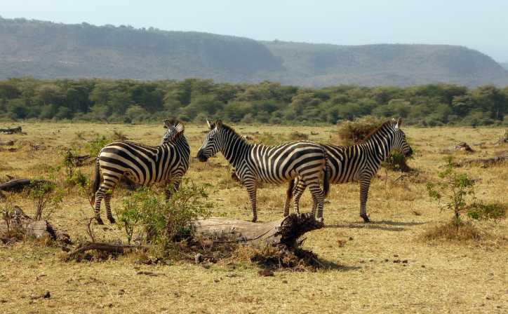 2 Days Safari Tarangire & Ngorongoro