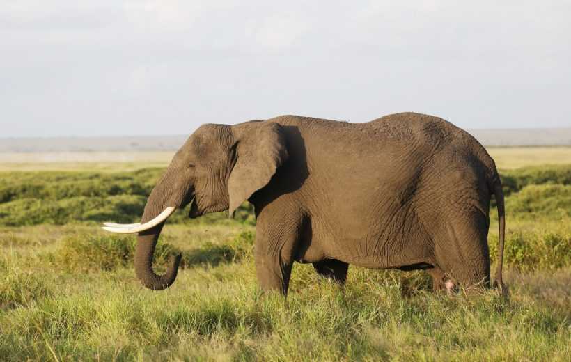 4 Days safari to Manyara, Ngorongoro & Tarangire